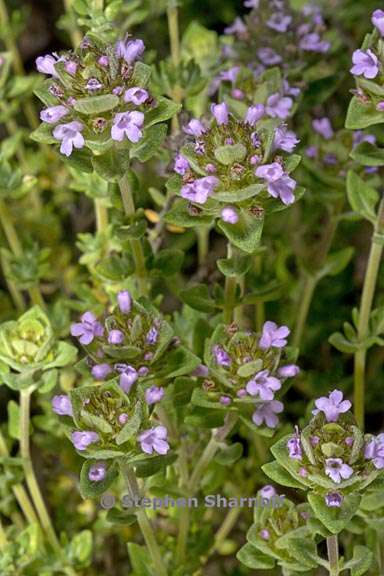 thymus camphoratus 4 graphic